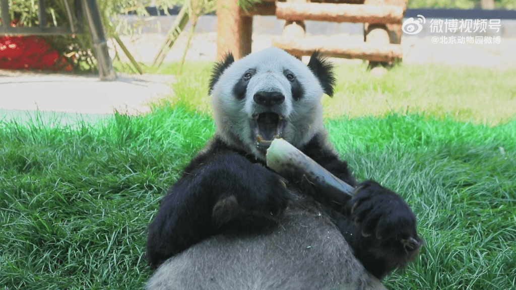 大熊貓「丫丫」胃口很好，吃得真香。