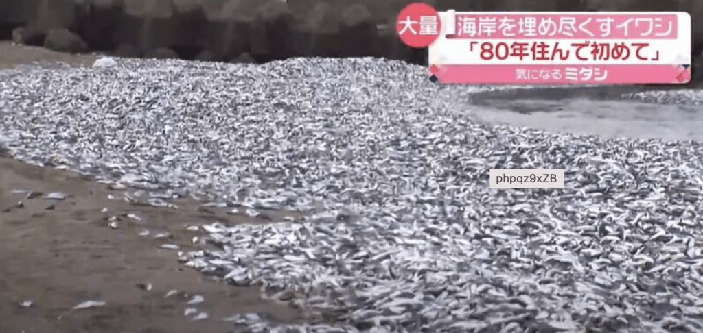 新潟縣海量沙甸魚沖上岸，引居民恐慌。