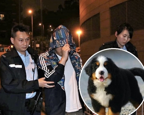 警方將涉嫌虐畜男子拘捕。(小圖為伯恩山犬資料圖片)