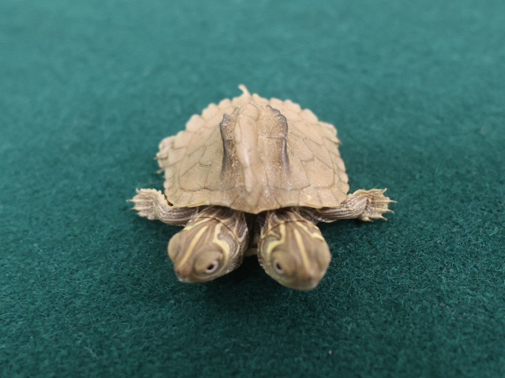該隻活龜懷疑屬受管制瀕危物種，估計市值約一萬元。海關圖片