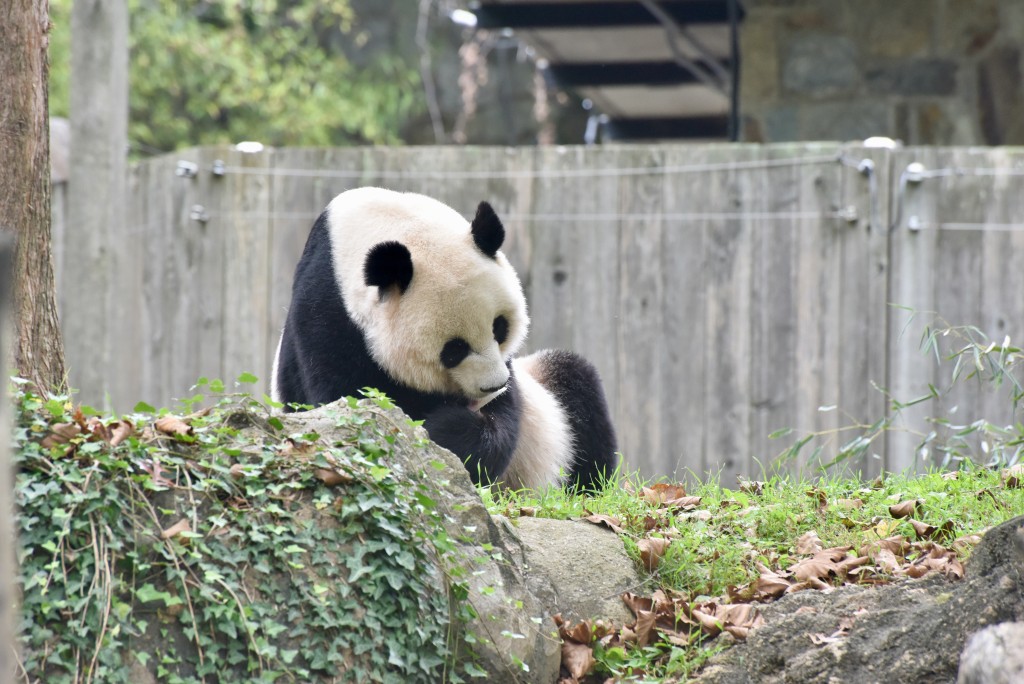 圖為雌性大熊貓「美香」。中新社
