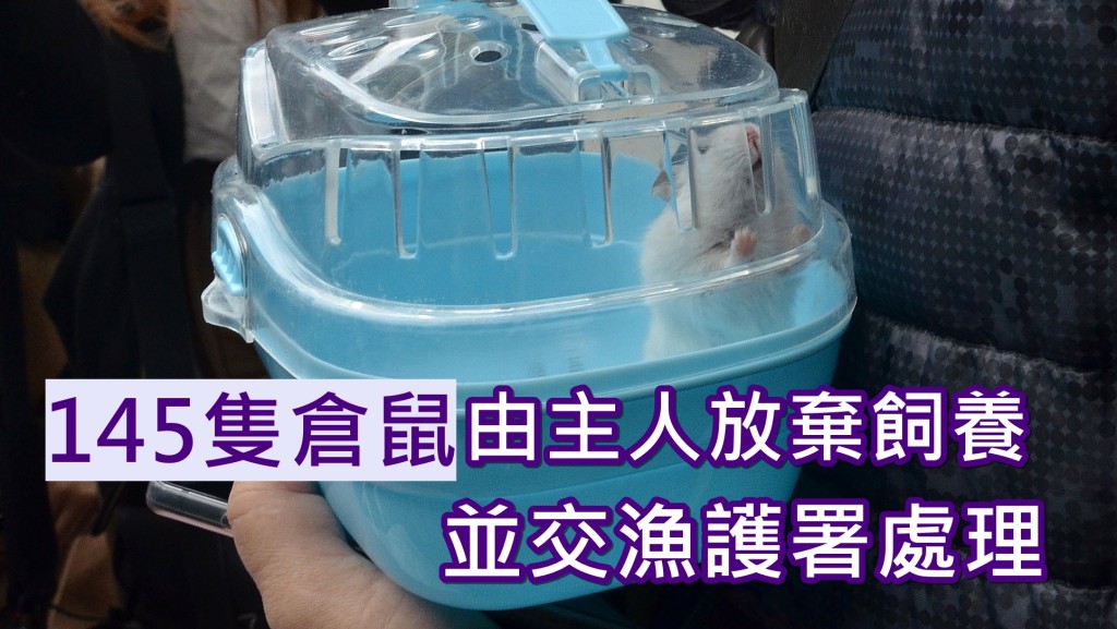 截至3月底,共有145隻倉鼠由主人棄養並交漁護署處理。資料圖片
