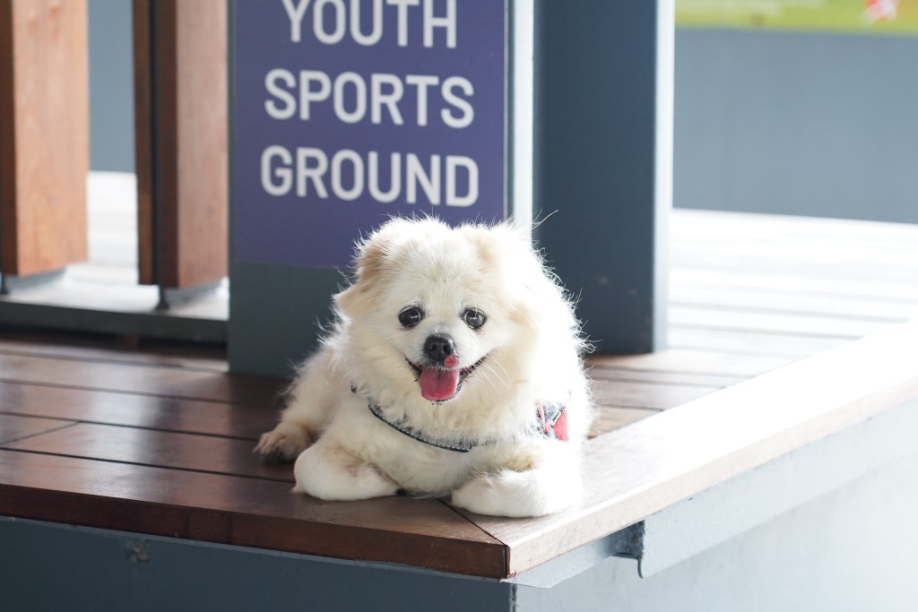 不少主人都希望帶同愛犬一同進入食肆。資料圖片