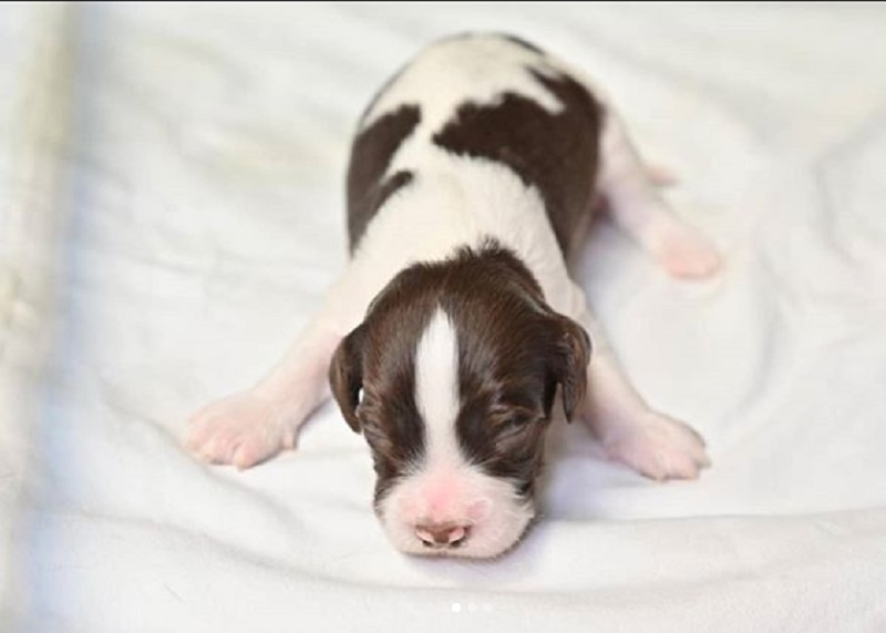 史賓格BB十分趣緻。警方圖片