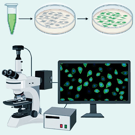 在活细胞中加入GFP基因，并用荧光显微镜观测。