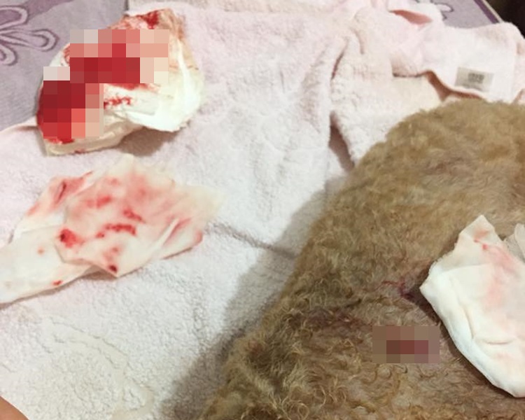 貴婦狗長宏邨兩遭惡犬咬。小白與小黑救救山上狗群圖片