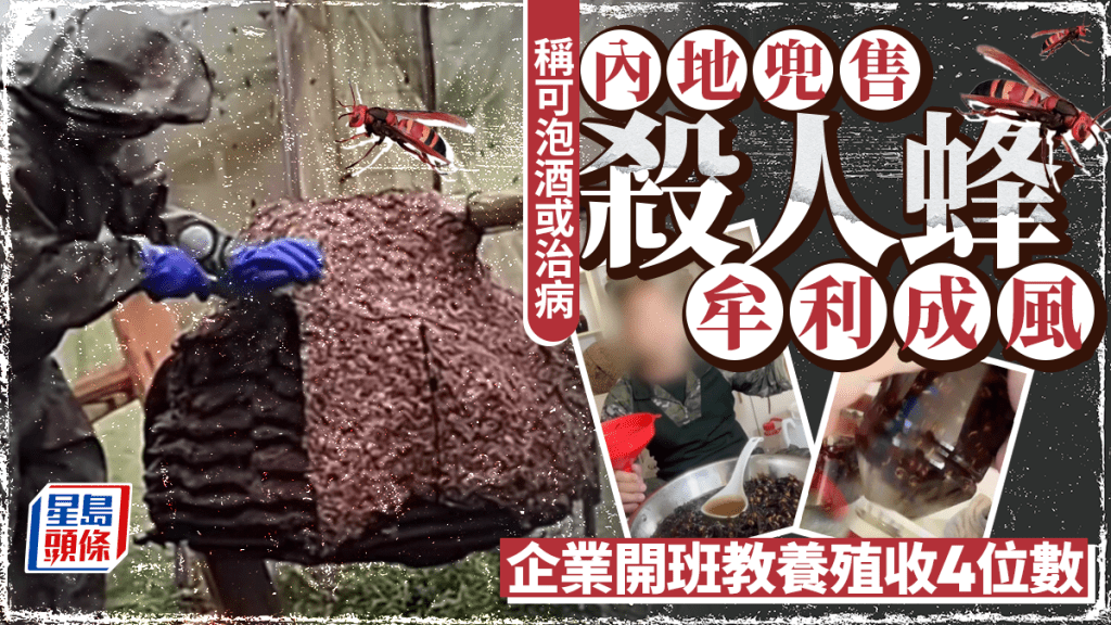 殺人蜂｜濫養兜售牟利成風  企業開教學班收¥6666 售蜂蛹賺10倍