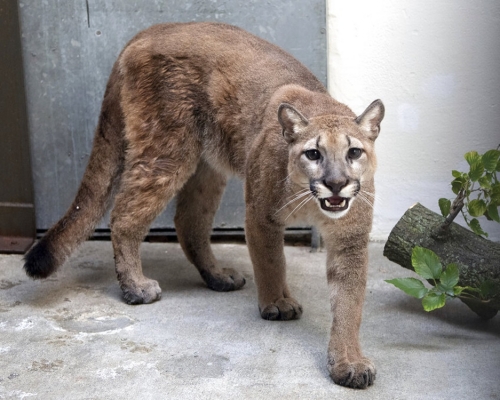 美洲獅「莎莎」被送到布魯克斯動物園。AP圖