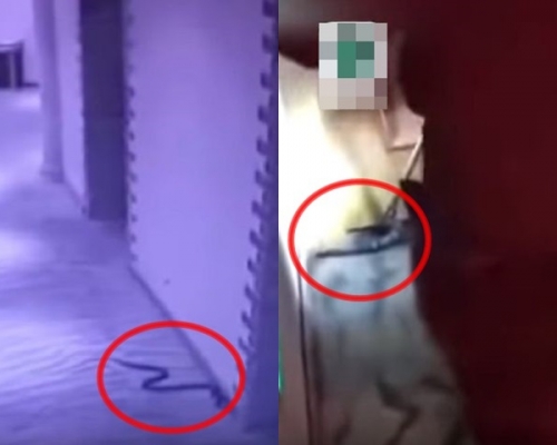 毒蛇其後已被消防捕獲。網圖
