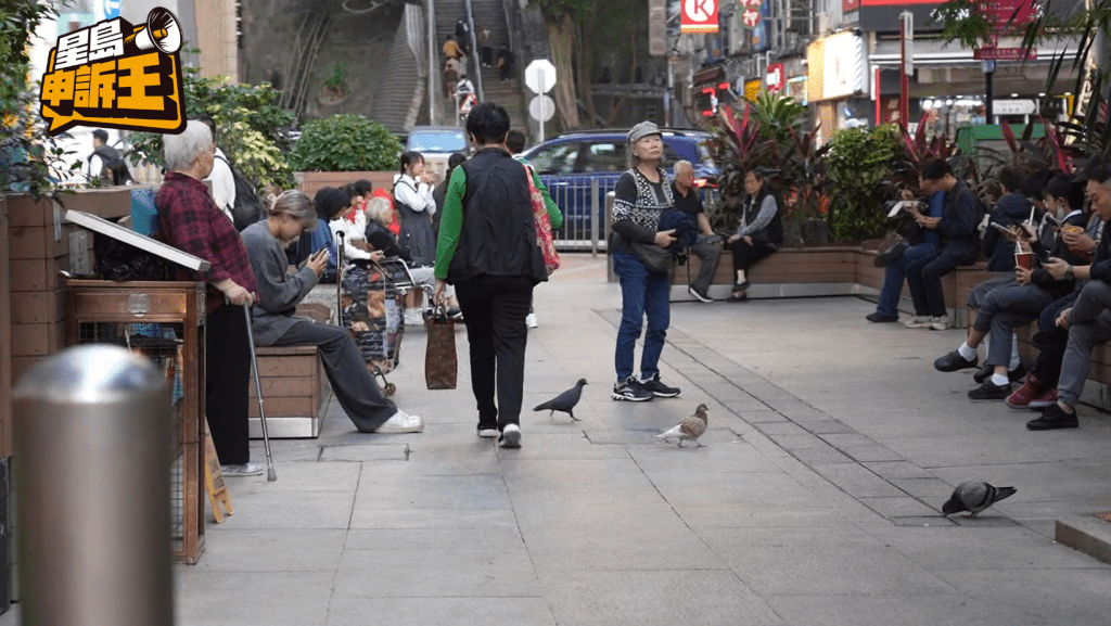 天后留仙街臨時休憩處的野鴿分散在周圍，未見有人餵飼野鴿。