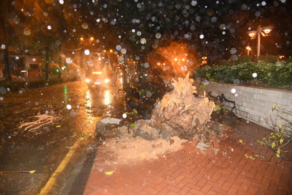 樹身連根拔起。