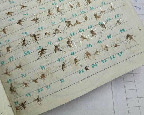 有女網友公開一本黏滿蚊子屍體的筆記簿。（網圖）