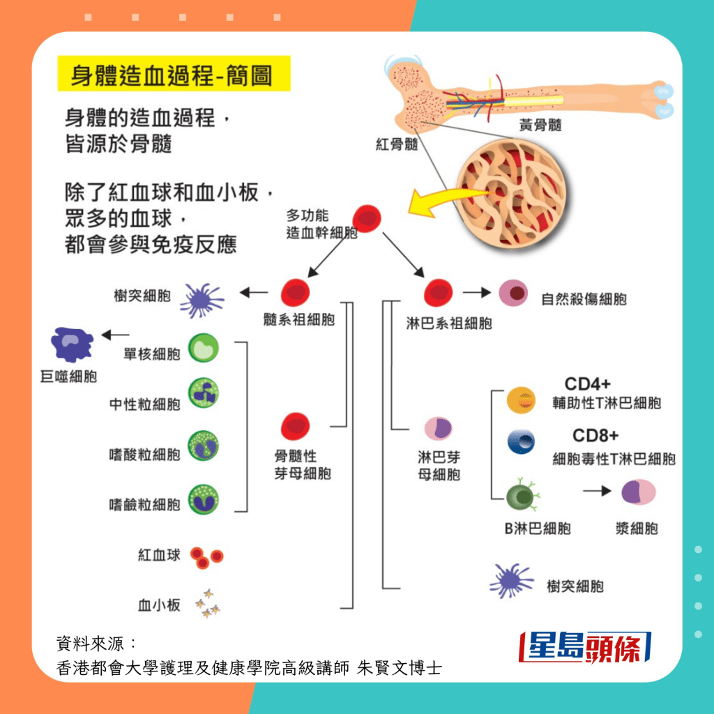 先天免疫系統運作 身體造血過程