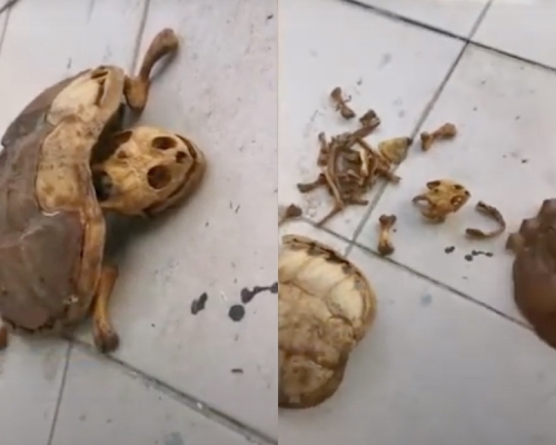 林同學飼養寵物龜已經乾死。網圖