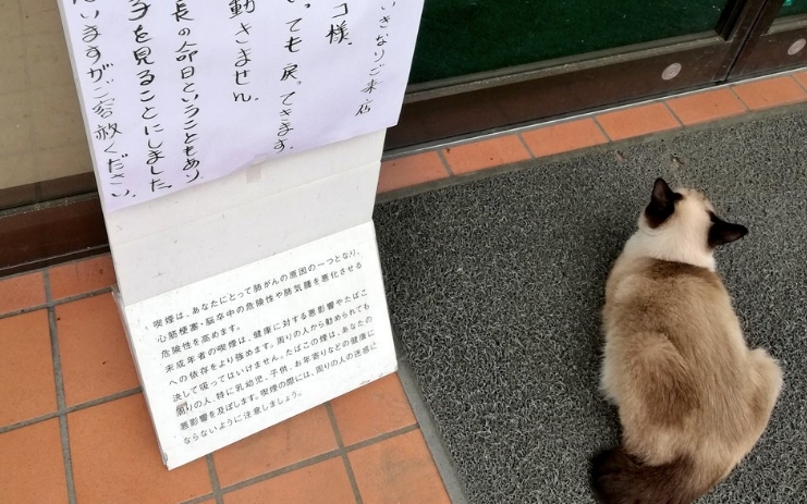 花猫坚持待在一家便利商店门口，连出动零食引诱都不愿走。　Twitter图片