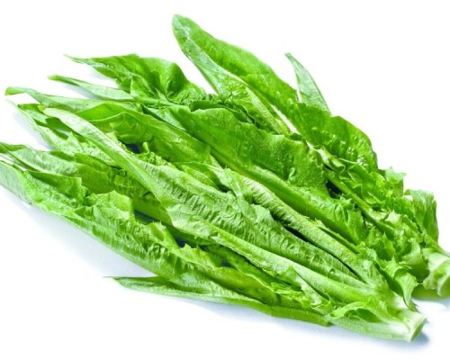 油麥菜。網上圖片