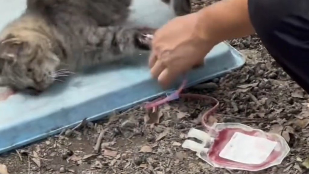 網傳一段花貓被抽血的影片。抖音@貓貓崇崇