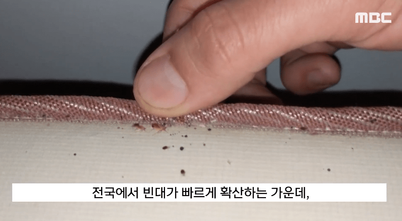 床虱为患，令南韩民众感困扰（影片截图：MBC）