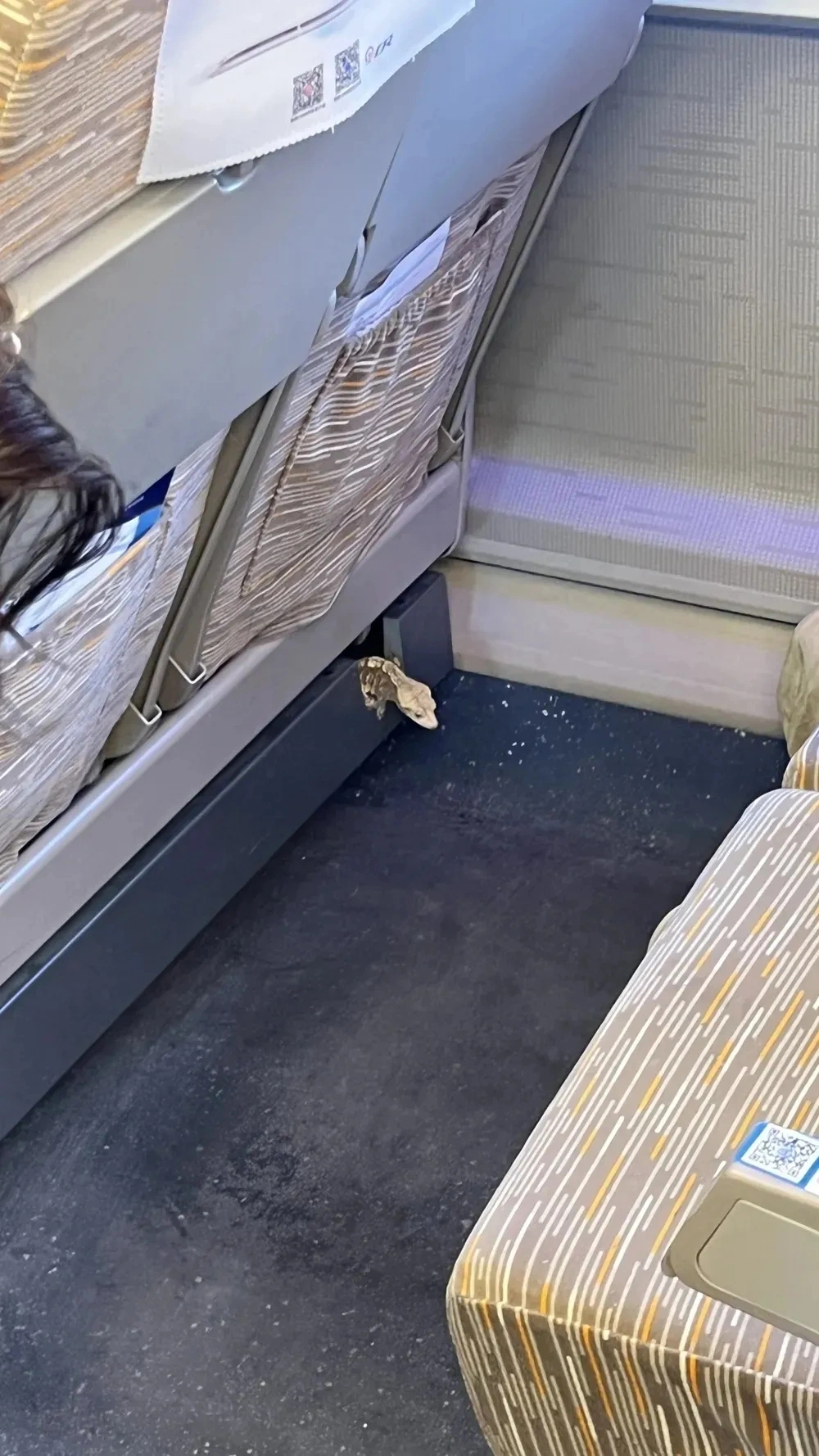 高鐵車廂座椅鑽出活蜥蜴。