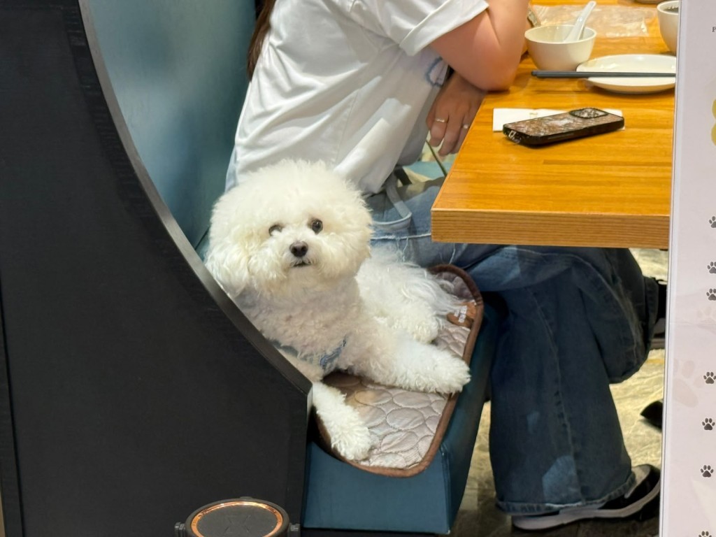 不少狗主攜同愛犬一同用膳。 不少狗主攜同愛犬一同用膳。