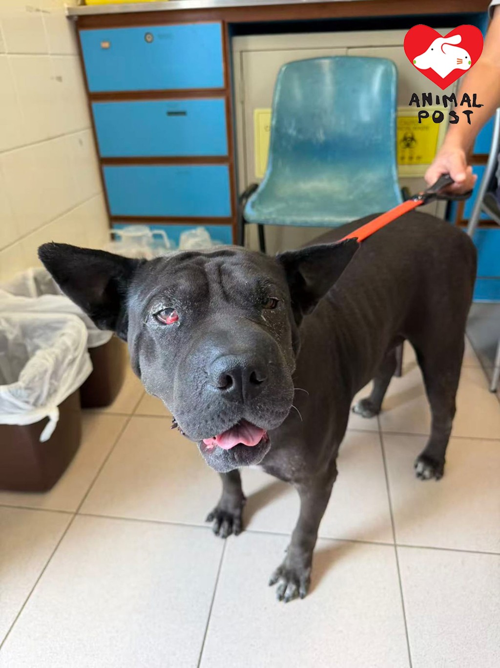 有狗隻被漁護署指為格鬥狗隻後,因此而被棄養。香港動物報圖片 有狗隻被漁護署指為格鬥狗隻後,因此而被棄養。香港動物報圖片