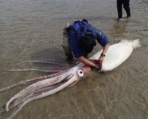 日本民眾擔心是地震先兆。島根Aquas水族館facebook