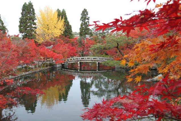 永观堂以由三千株枫树围绕的池泉回游式庭园最迷人。