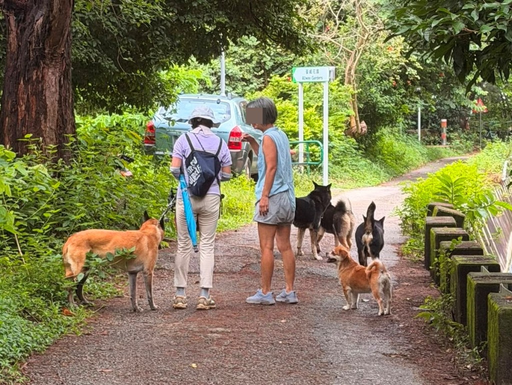 8月25日:荃灣大欖涌有女子的3無牽繩狗隻突然噬咬,導致事主愛犬受傷。 8月25日:荃灣大欖涌有女子的3無牽繩狗隻突然噬咬,導致事主愛犬受傷。