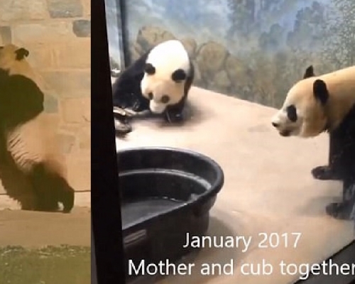 影片截圖。