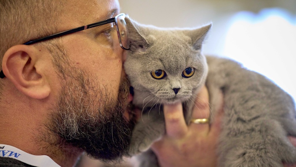 瑞典规定当地“铲屎官”们每日与猫互动2次。 美联社 瑞典规定当地“铲屎官”们每日与猫互动2次。 美联社