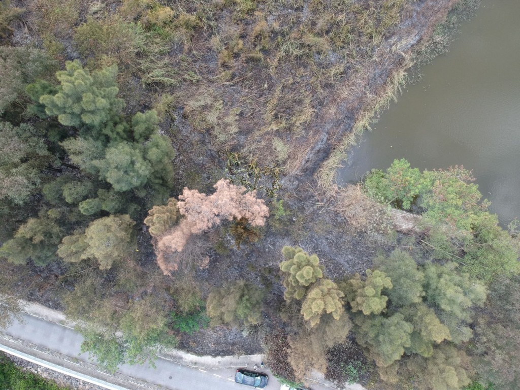 南生圍被稱為香港後花園,不少候鳥飛來。讀者提供