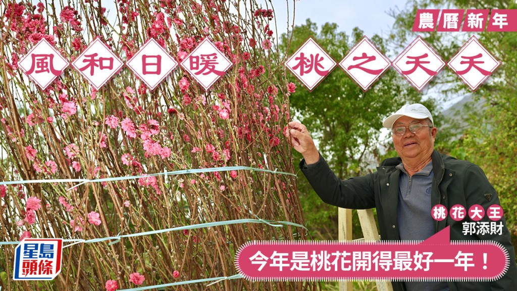 新春年花︱風和日暖正合生長 桃花大王：今年是桃花開得最好一年