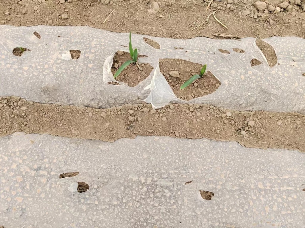 內地10省遇上旱情,影響農業生產。圖為人工增雨過程。小紅書@puffin 內地10省遇上旱情,影響農業生產。圖為人工增雨過程。小紅書@puffin