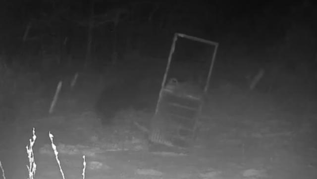 北海道苫前町一個用木樁固定在地、重約300公斤的箱式陷阱，被1頭棕熊輕鬆掀翻。北海道ニュースUHB YT