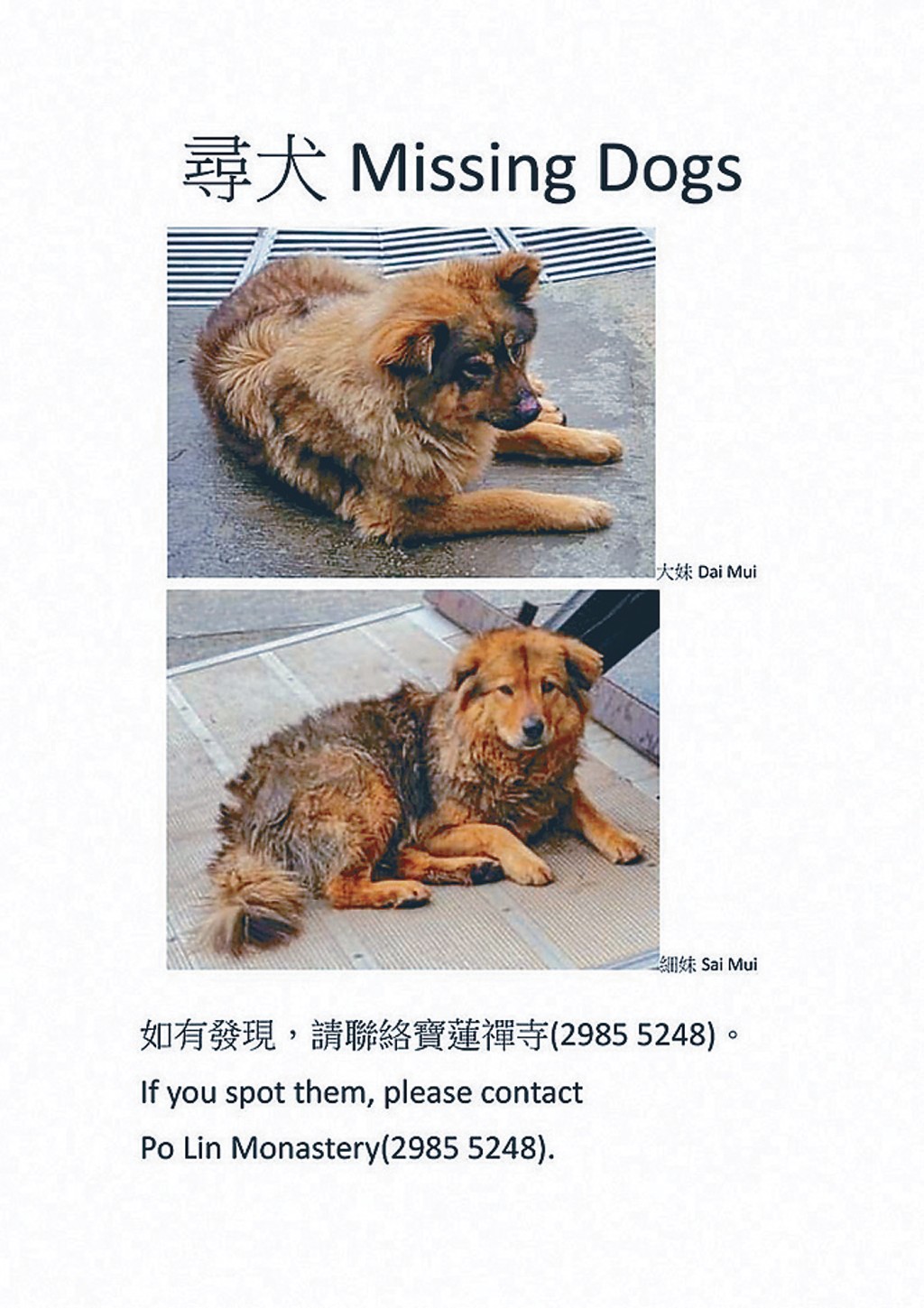 大嶼山寶蓮禪寺有員工疑駕車將兩隻狗運往後山棄置,兩狗至今仍下落不明。