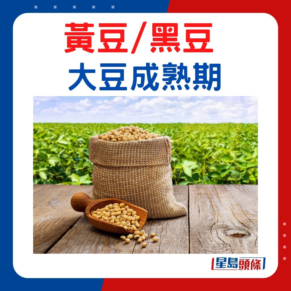 黃豆黑豆 大豆成熟期