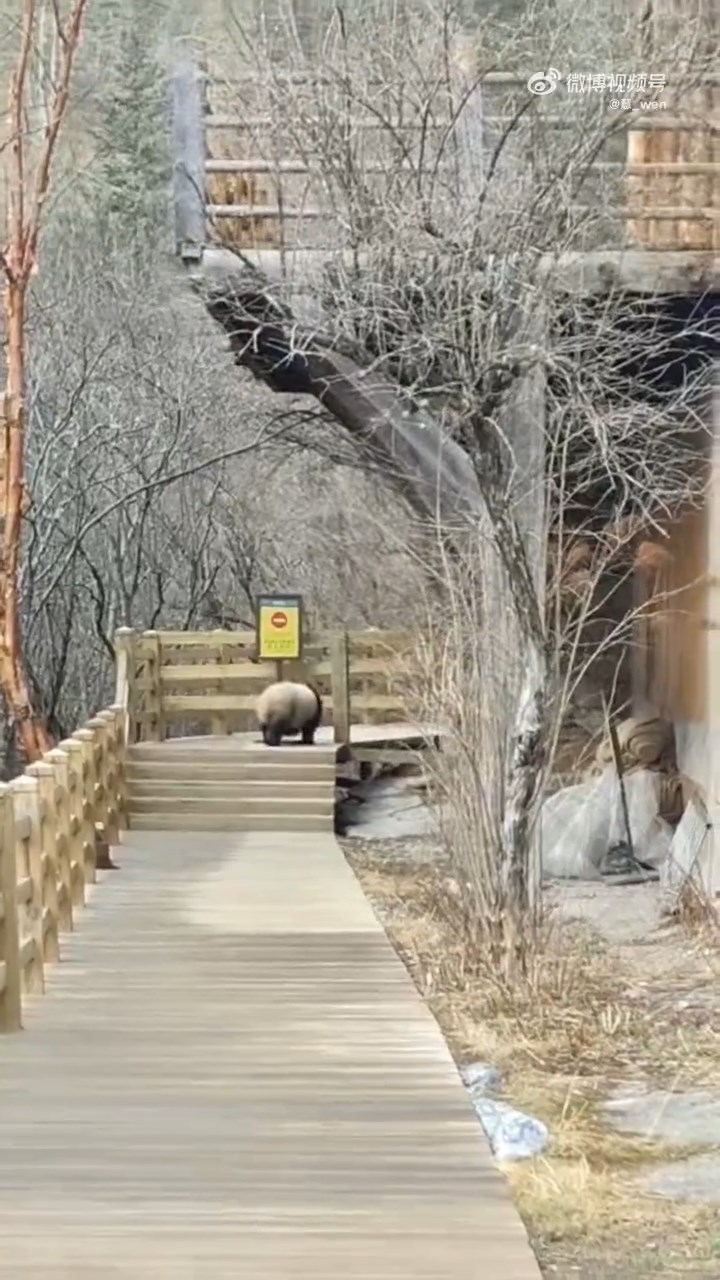 四川九寨沟7级大地震后，首次拍下野生大熊猫活动影片。红星新闻