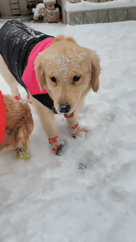 周海媚的宠物周六六抖音在12月11日傍晚更新在雪中玩耍的影片，所以不少网民都认为只是误传死讯。
