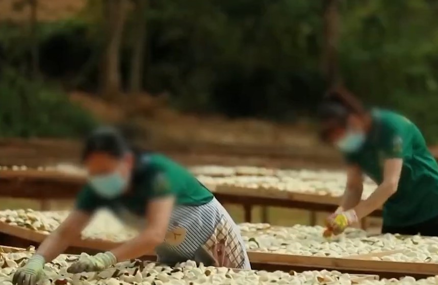 報道指,8成所謂廣東新會陳皮實為「廣西陳皮」。央視截圖 報道指,8成所謂廣東新會陳皮實為「廣西陳皮」。央視截圖