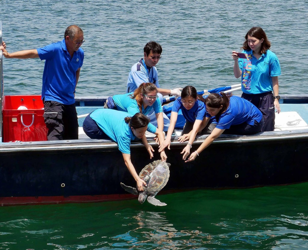 漁護署保育綠海龜。資料圖片