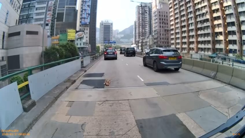 一隻黃色唐貓在灣仔堅拿道天橋被私家車輾過。fb「阿棍屋」片段截圖