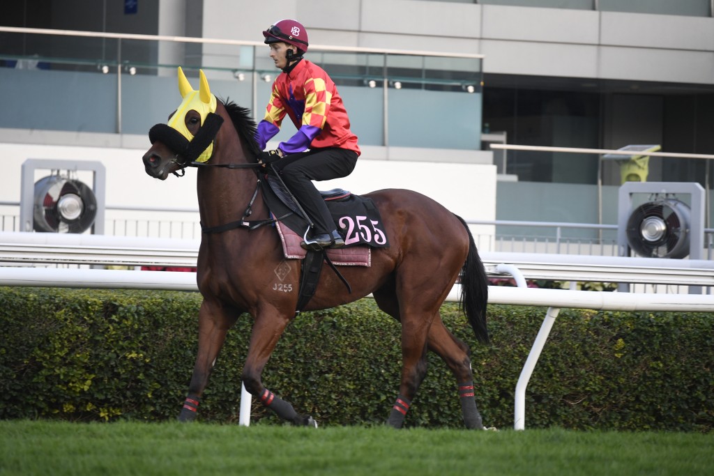 譚健業的團體馬「紅旺繽紛」(圖) 將出戰周一的沙田第二場賽事，由韋達訓練，法國好手巴度主轡，力爭佳績。