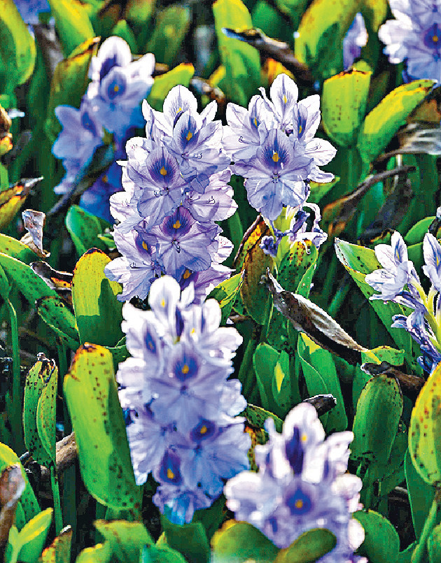 ■凤眼蓝每日生出一批。
