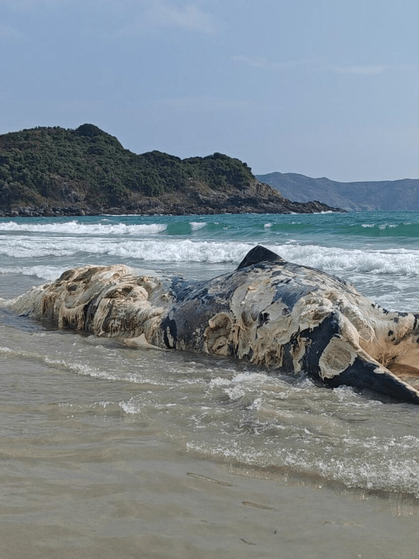 鯨屍隨浪漂浮。小紅書：如囍
