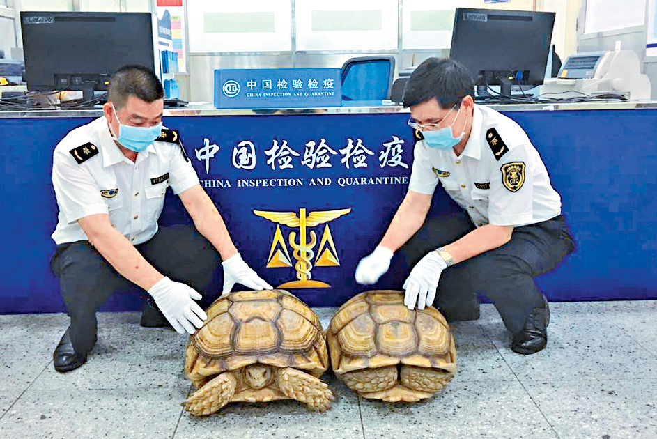 深圳於2017年更截獲兩隻長達60公分的盾臂龜。