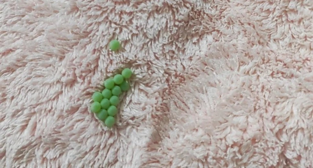 被子、毯子也出現綠色小顆粒。