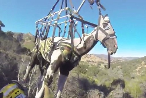 馬仔傑克不慎墮坡，進退不得，險象環生。