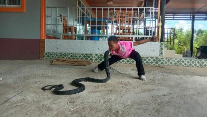 泰國六旬眼鏡蛇王吻蛇28年，4度失手險死。  （翻攝自Thaiger）