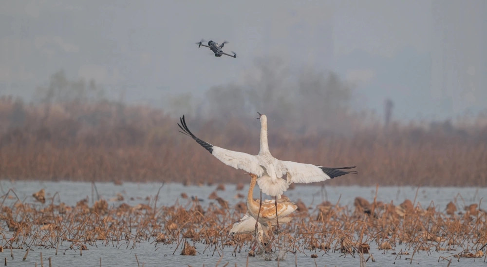 無人機飛近拍攝滋擾白鶴。 無人機飛近拍攝滋擾白鶴。