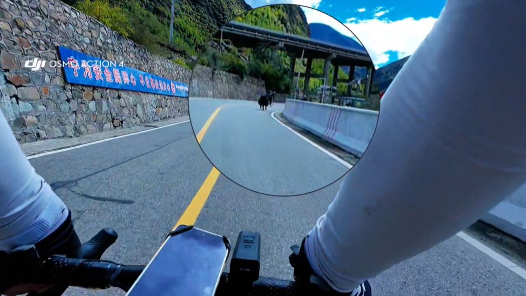 有在西藏騎單車旅行的車友遭氂牛狂追3分鐘。抖音@逸游